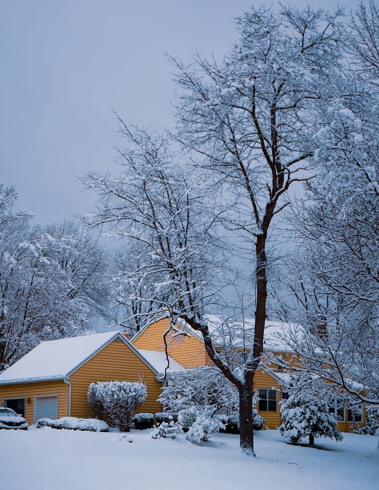 Window replacement in Lacombe: houses behind snow-covered trees after a winter storm