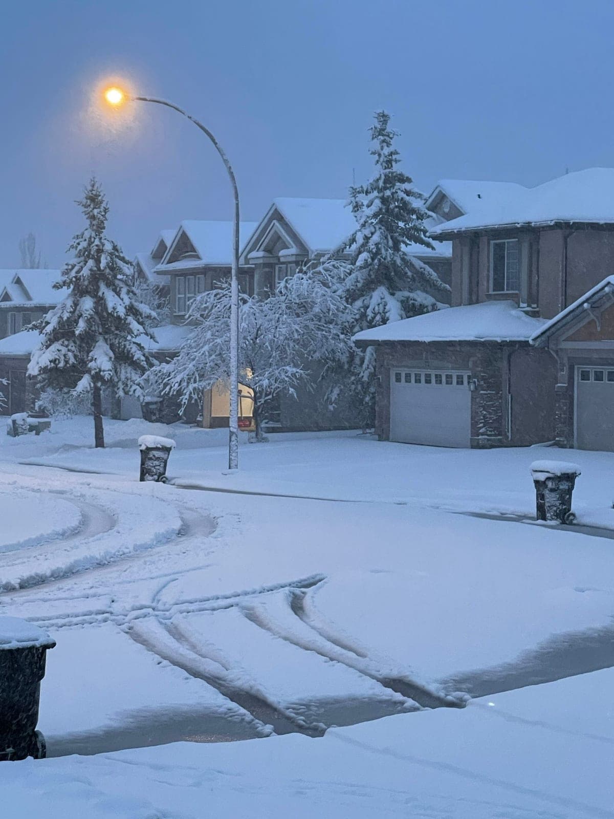 Window replacement in Sylvan Lake: snowy residential street with spruce trees and two-storey houses